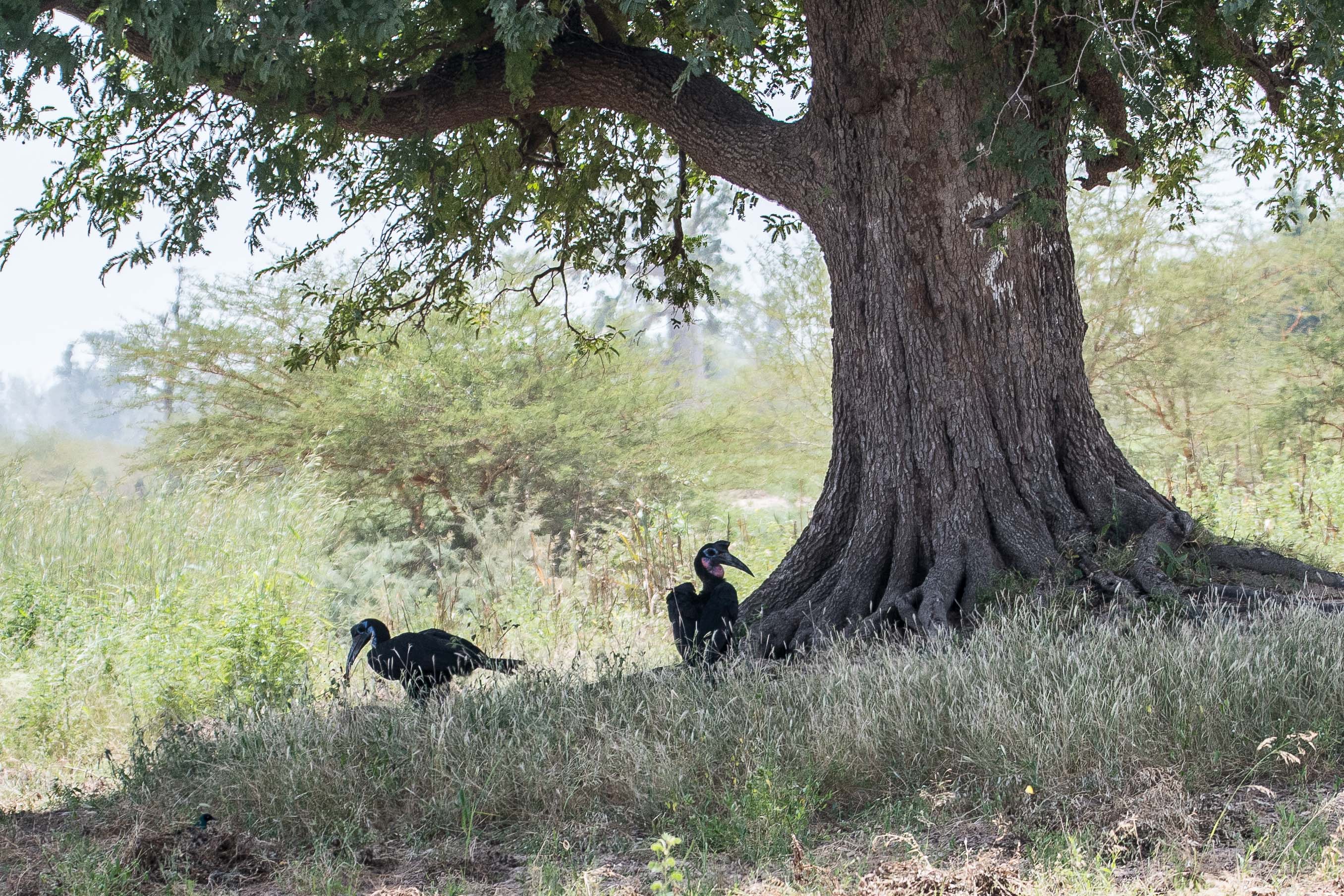 Bucorves d'Abyssinie (Abyssinian ground Hornbill, Bucorvus Abyssinicus), couple, Région de Kaolack, Sénégal.
